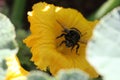 Bombus terrestris feeding Royalty Free Stock Photo