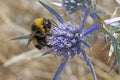 large earth bumblebee feeds on a flower of amethyst eryngo