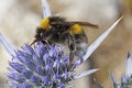 large earth bumblebee on a flower of amethyst eryngo