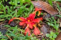 Large Earth Ginger flower in colorful red yellow blossoming on f