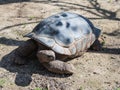 A large earth turtle crawls on the ground on a sunny day Royalty Free Stock Photo