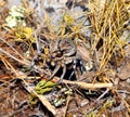 Large earthen wolf spider in its hole awaits prey. Close up. Lycosidae, Hogna. Entelegynae. Horror. Arachnidae, Royalty Free Stock Photo