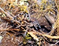 Large earthen wolf spider in its hole awaits prey. Close up. Lycosidae, Hogna. Entelegynae. Horror. Arachnidae Royalty Free Stock Photo