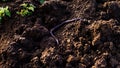 Large earthworm on the ground wriggles and crawls.