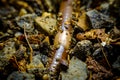 Large Earthworm Macro