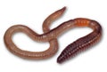 Wriggling earthworm on white background Royalty Free Stock Photo