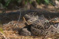 Large Eastern Diamondback rattlesnake - Crotalus Adamanteus - in natural north Florida Sandhill scrub habitat in patch of sun with