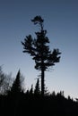 Eastern White Pine Tree at Dusk Royalty Free Stock Photo