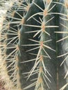 Large echinocactus