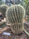 Large echinocactus