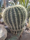 Large echinocactus