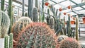 Large Echinocactus cactus with pink-orange needles in a greenhouse, close-up