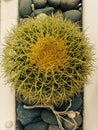 Large echinocactus growing outdoors