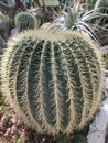 Large echinocactus