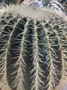 Large echinocactus