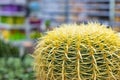 Large echinocactus in a store close-up.