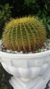 Large echinocactus in a white pot