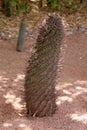 Echinopsis (Also Known as Hedgehog Cactus, Sea-Urchin Cactus or Easter Lily Cactus) Royalty Free Stock Photo