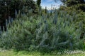 Echium candicans Fastuosum