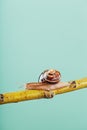 A large edible grape snail crawls along a tree branch on a green background. Royalty Free Stock Photo