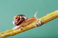 A large edible grape snail crawls along a tree branch on a green background. Royalty Free Stock Photo