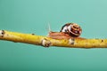 A large edible grape snail crawls along a tree branch on a green background. Royalty Free Stock Photo