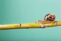 A large edible grape snail crawls along a tree branch on a green background. Royalty Free Stock Photo