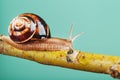 A large edible grape snail crawls along a tree branch on a green background. Royalty Free Stock Photo