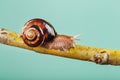 A large edible grape snail crawls along a tree branch on a green background. Royalty Free Stock Photo