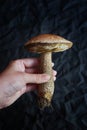 Large edible mushroom in a female hand on a dark background