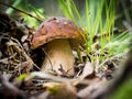 Large edible mushroom in the forest on the edge.