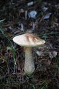 A large edible mushroom grows on the ground among needles and foliage