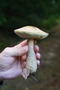 A large edible mushroom in a male hand against the backdrop of a forest