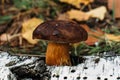 a large edible thick mushroom grown in a felled birch tree in the forest