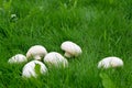 Large edible white appetizing, fragrant mushrooms champignons.