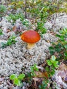 Large edible white mushroom grows among light moss and cowberry leaves,