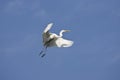 Large egret bird flying