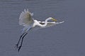 Large egret bird