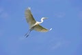 Large egret