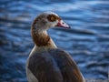 Egyptian Duck profile portrait with blue lake water in the background