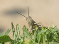 Large Egyptian Locust Anacridium Aegyptiumon on Plant Leaves