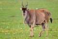 Large Eland bull walks across the green grasslands of the Masai Mara Royalty Free Stock Photo