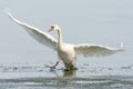 Large and elegant bird, mute swan, Cygnus olor