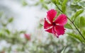 Large elegant red hibiscus chinese rose flower on blurred green natural background. Also known as hardy hibiscus, rose of sharon,