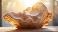 A large, white, seashell-like object with a rippled texture sits on a wooden surface with sunlight shining through a window behind Royalty Free Stock Photo