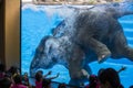 Large elephant bathes in the pool with a glass window in front of the children. Pattaya, Thailand