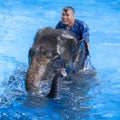 Large elephant bathes in the swimming pool. Pattaya, Thailand Royalty Free Stock Photo