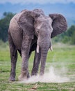 Large elephant with broken ivory tusks kicks up the dust