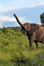 Large elephant in the brush trunk up Royalty Free Stock Photo