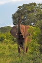 Large elephant in the brush trunk up Royalty Free Stock Photo